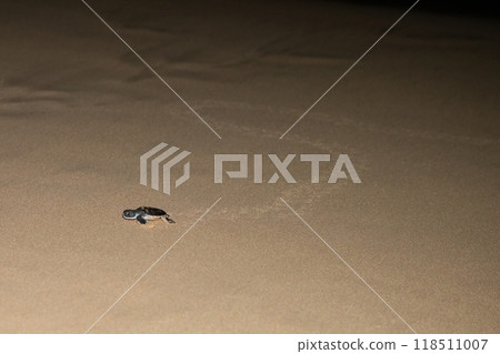 baby sea turtle goes to the water, towards ocean 118511007