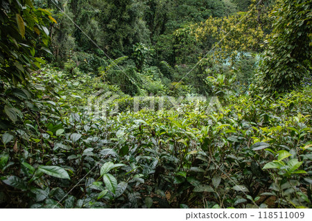 high mountain tea plantation in Sri Lanka 118511009