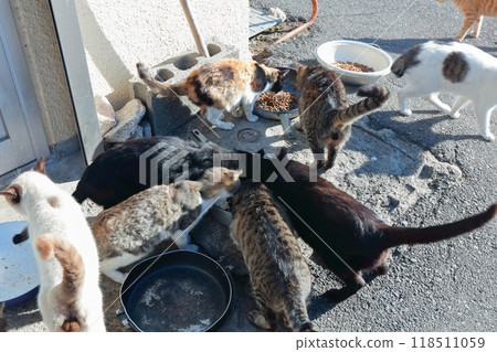 [香川縣] 住在貓島（狹柳島）的野貓 118511059