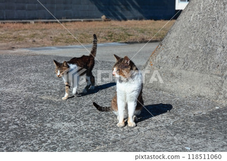 [香川縣] 住在貓島（狹柳島）的野貓 118511060