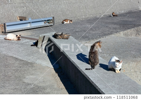 [Kagawa Prefecture] Wild cats living on the cat island (Sanagishima) 118511068