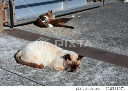 [Kagawa Prefecture] Wild cats living on the cat island (Sanagishima) 118511071