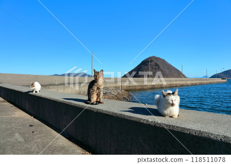 [香川縣] 住在貓島（狹柳島）的野貓 118511078