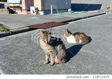 [香川縣] 住在貓島（狹柳島）的野貓 118511079