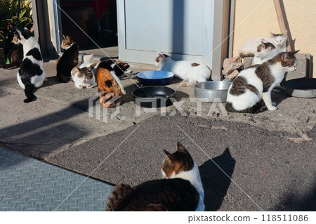 [香川縣] 住在貓島（狹柳島）的野貓 118511086