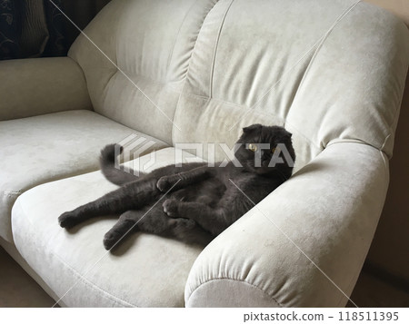 Lazy Grey cat Scottish fold on sofa at home, relaxed pet 118511395