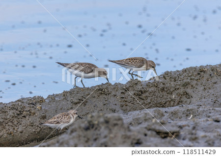 退潮時遠念飛向海灘 退潮時遠念飛向海灘 118511429