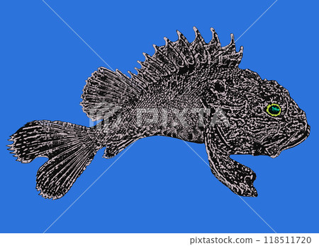 Poisonous fish of the Black Sea. Black Sea scorpionfish, or Black Sea sea ruff.The maximum body length is 40 cm, usually about 15 cm.  118511720