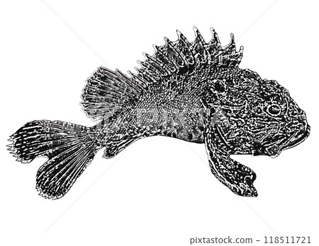 Poisonous fish of the Black Sea. Black Sea scorpionfish, or Black Sea sea ruff.The maximum body length is 40 cm, usually about 15 cm. Poisonous fish of the Black Sea. Black Sea scorpionfish, or Black Sea sea ruff.The maximum body length is 40 cm, usually about 15 cm. 118511721