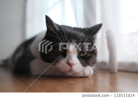 Slumber cat 118511814