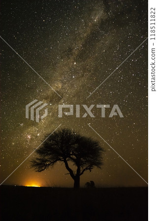 Calden,Typical tree in the province of Pampas, 118511822