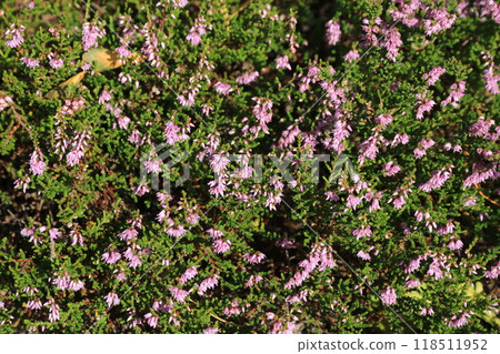 Carpet of pink erica flowers, Rogaland, Norway. Carpet of pink erica flowers, Rogaland, Norway. 118511952