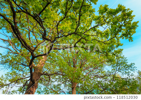 Canopy Of Tall Oak Trees. Upper Branches Of Tree 118512030