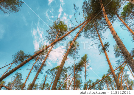 Windfall in forest. Storm damage. Fallen trees in coniferous forest after strong hurricane wind Windfall in forest. Storm damage. Fallen trees in coniferous forest after strong hurricane wind 118512051