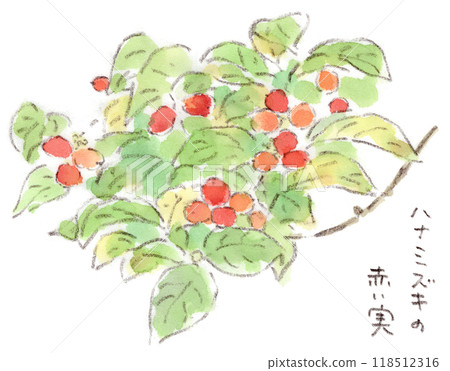 秋天的植物,山茱萸的小紅色漿果(花水木),水彩插圖 秋天的植物,山茱萸的小紅色漿果(花水木),水彩插圖 118512316