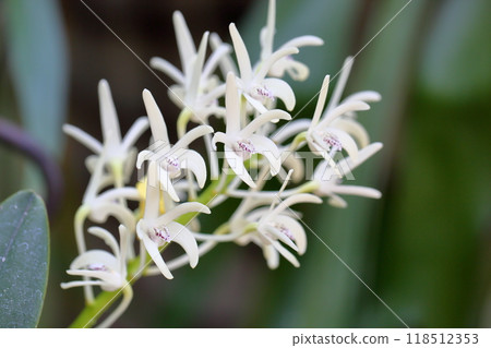 小蘭花石斛蘭花 Speciosum 小蘭花石斛蘭花 Speciosum 118512353