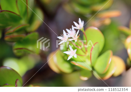 景天花花月 景天花花月 118512354