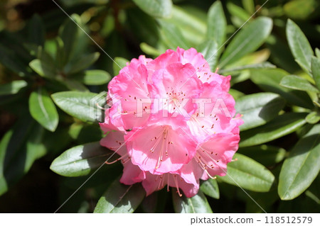 杜鵑花橫濱 杜鵑花橫濱 118512579