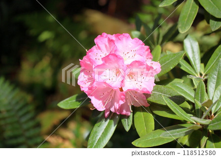杜鵑花橫濱 118512580