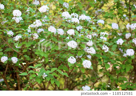 Bivernum花戴安娜 Bivernum花戴安娜 118512581