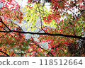 楓葉在秋天 118512664