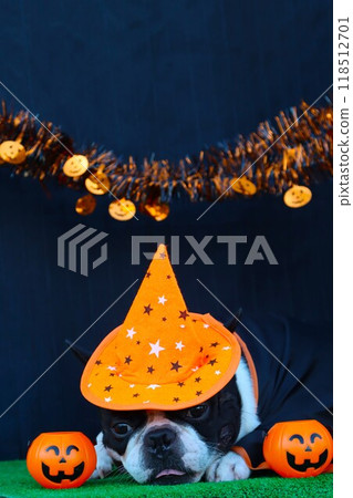 Mighty the Boston terrier wearing a Halloween hat ♡ 118512701