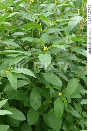 莫洛克黑亞花和嫩葉是蔬菜之王，花有毒。 118512762