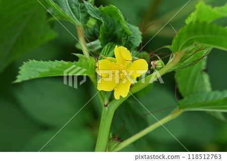 莫洛克黑亞花和嫩葉是蔬菜之王，花有毒。 118512763