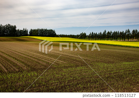 Yellow Earth with Mustard Blooming 118513127