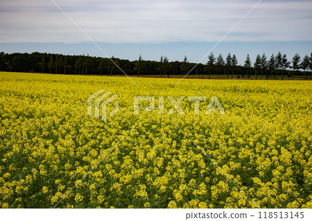 柏樹盛開的黃土地 118513145