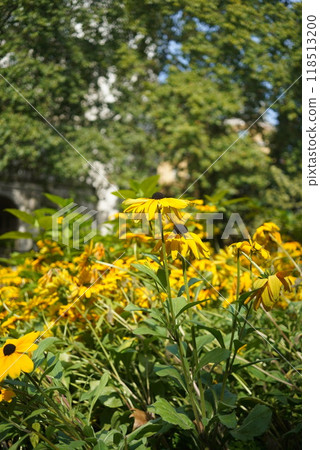 英國公園花盛開 118513200
