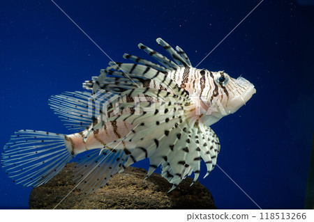 Minokasago Casago fish魚 Minokasago Casago fish魚 118513266