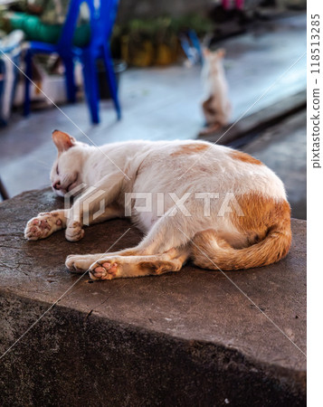 Sleeping Cat on a Concrete Surface in Thailand 118513285