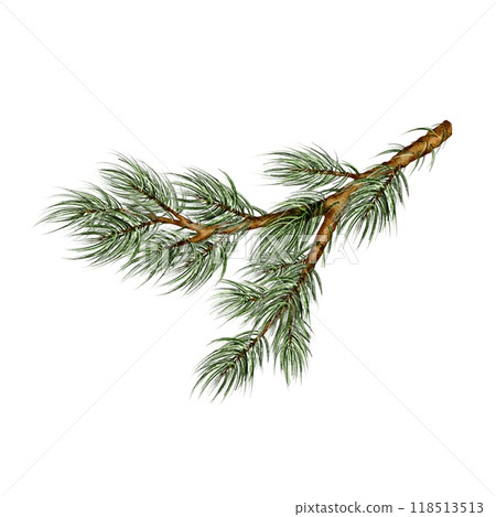 Christmas evergreen spruce branch watercolor illustration Christmas evergreen spruce branch watercolor illustration 118513513