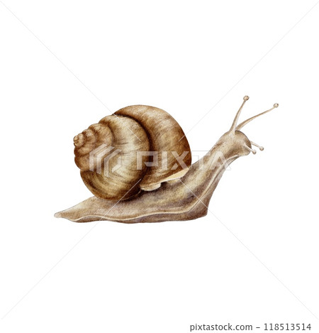 Snail isolated element watercolor illustration 118513514