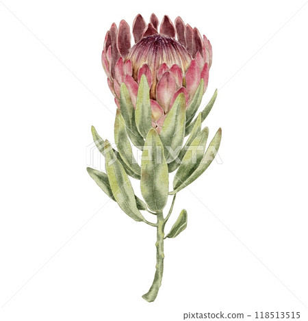 Protea, pink tropical flower with leaves watercolor illustration 118513515