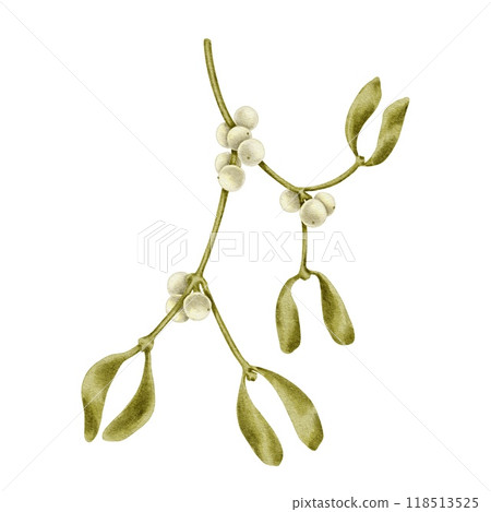 Christmas mistletoe with white berry branches watercolor illustration Christmas mistletoe with white berry branches watercolor illustration 118513525