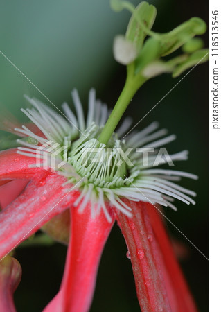 花和雨滴 花和雨滴 118513546