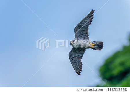 Adult peregrine falcon flying calmly against the blue sky Adult peregrine falcon flying calmly against the blue sky 118513568