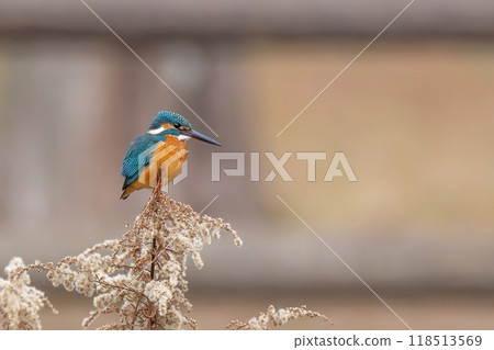 An adult kingfisher perched on a goldenrod, waiting for prey. 118513569