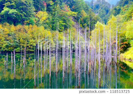 一個被秋葉覆蓋的夢幻般的天然湖泊 118513725