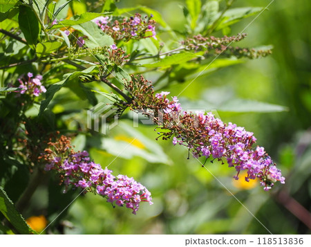 Boodlea Boodlea 118513836