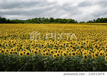 Spectacular sunflower fields Spectacular sunflower fields 118513878