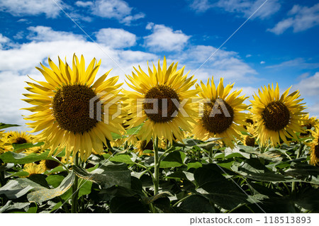 Spectacular sunflower fields Spectacular sunflower fields 118513893