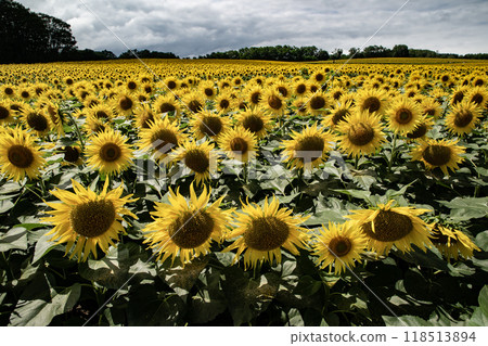 Spectacular sunflower fields 118513894