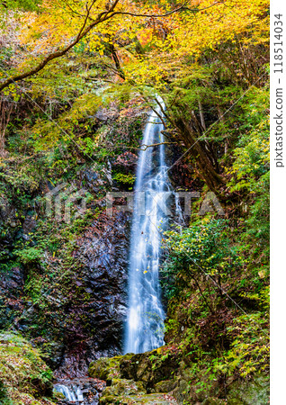 Tokyo: Hossawa Falls dyed in autumn leaves 118514034