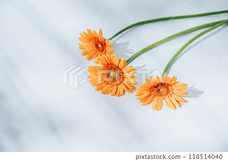 Orange's Gerbera Orange's Gerbera 118514040