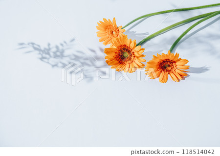 橙色的非洲菊 橙色的非洲菊 118514042