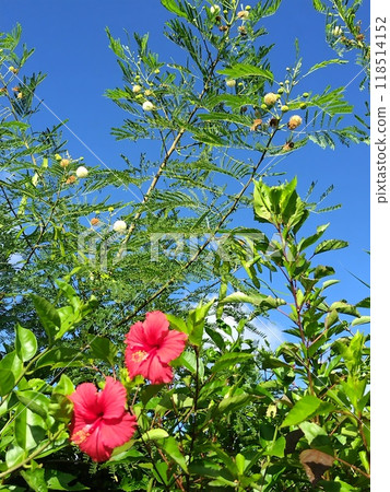 Okinawa Rycom's Leucaena and Red Flower 118514152
