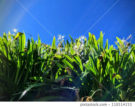 沖繩來客夢蜘蛛百合 沖繩來客夢蜘蛛百合 118514153